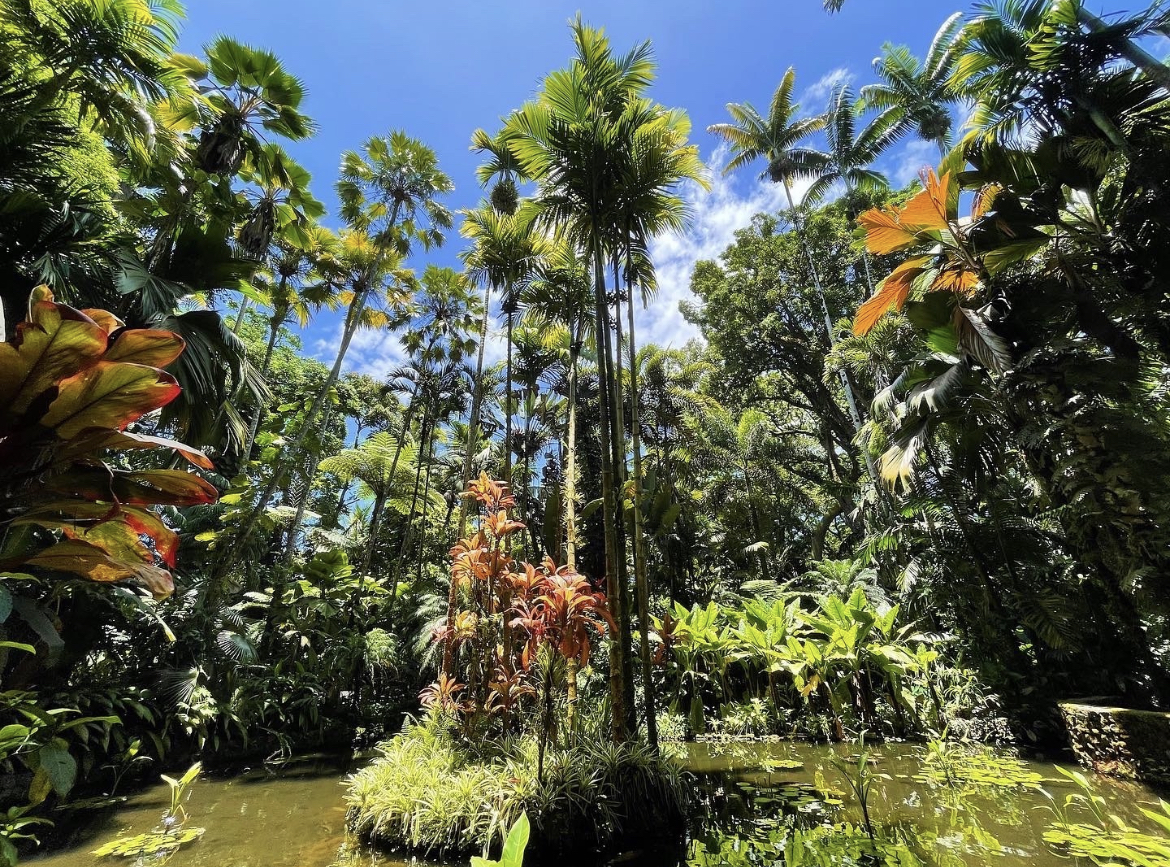 Arbaritum in Kona