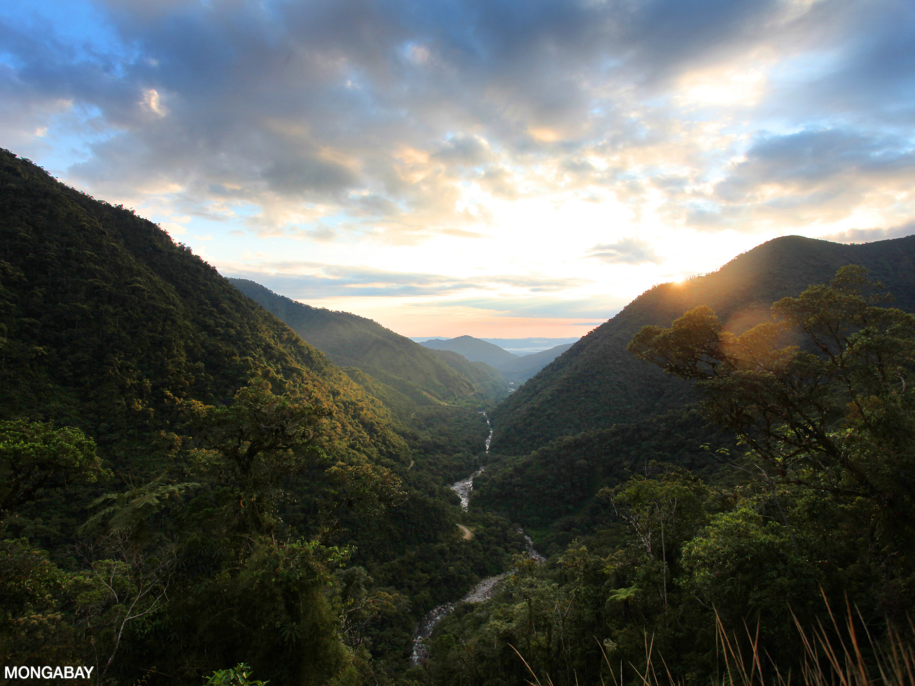 The Amazon